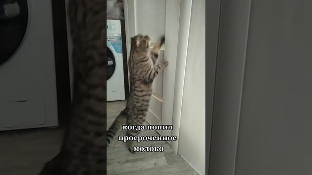 Открой дверь.  Котик хочет в туалет сходить
