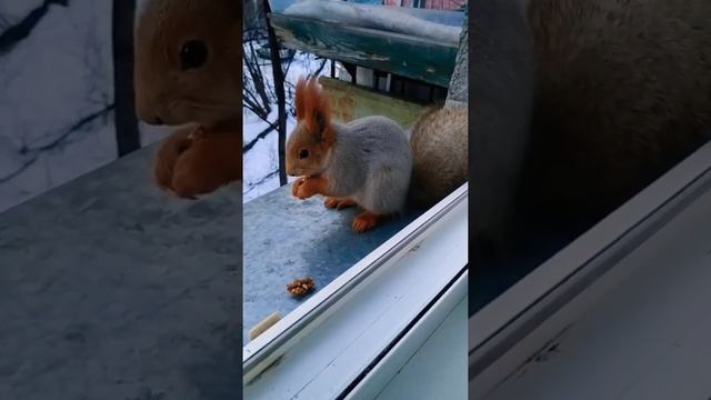 Вечерний пушистый гость?#животные#animals#белка#зима#squirrel