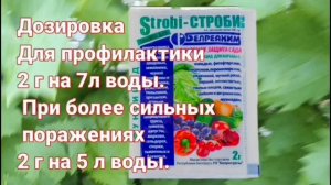 Топ-5 препараты против милдью
