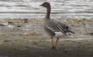 Птицы Новгородской области, Гуменник, Anser fabalis, 19.10.2022