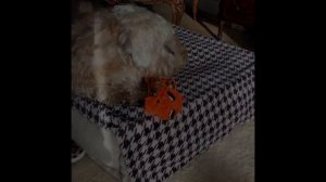 Денди Динмонт терьер. Интеллект, Вопросы и ответы,  История