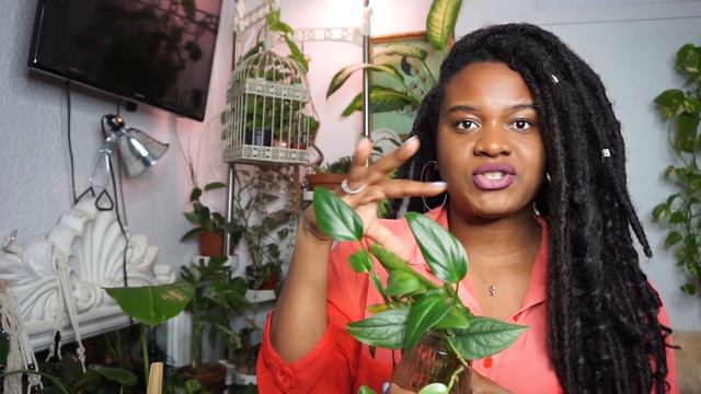 My ENTIRE Monstera Collection смотреть онлайн