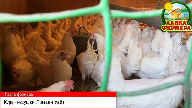 Куры-несушки Ломан Уайт