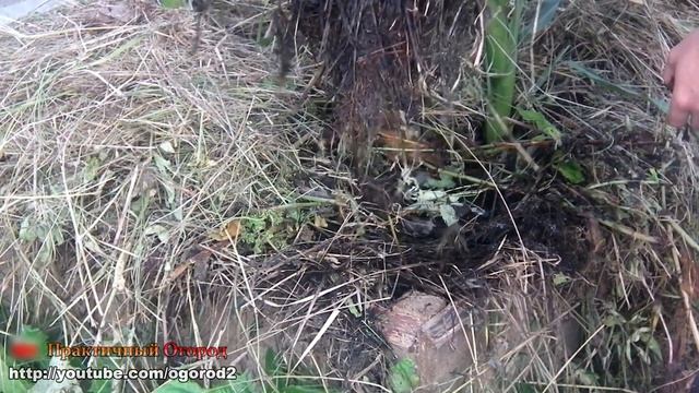 Про важость поливов и засухоусточивость кукурузы. смотреть онлайн