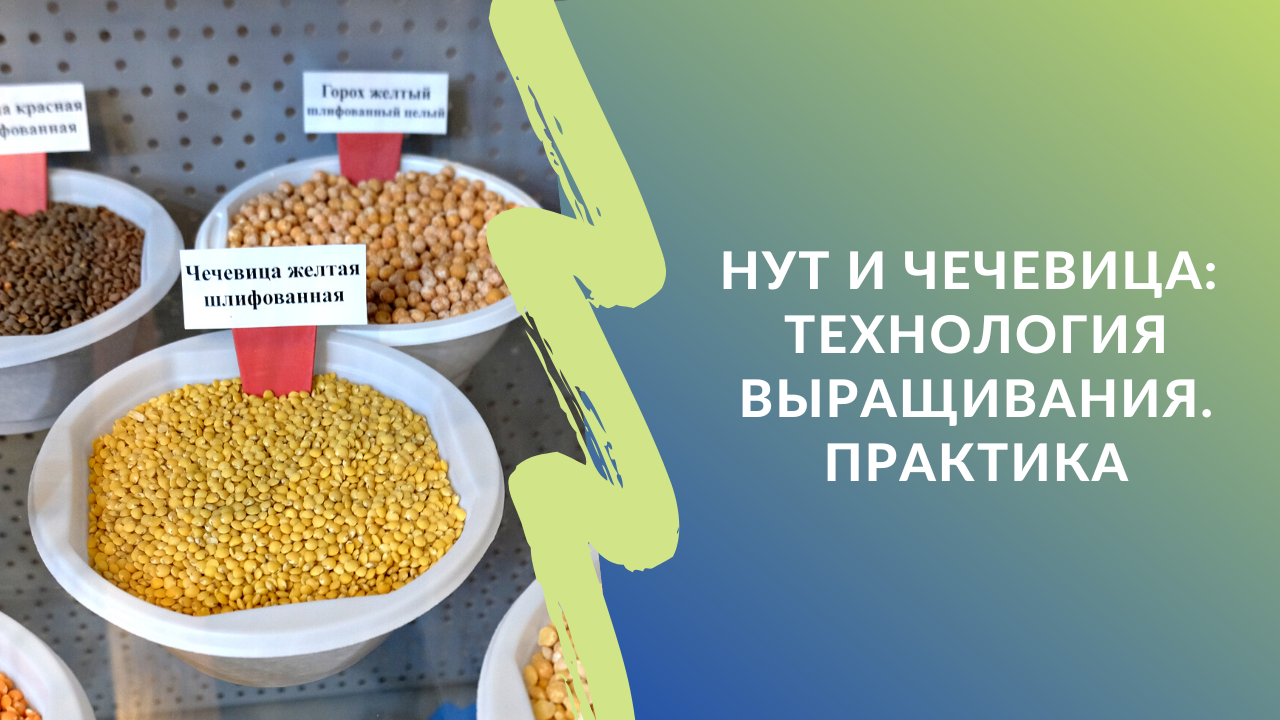 Как выращивают чечевицу. Чечевица технология возделывания. Чечевица выращивание. Всходы чечевицы. Уборка чечевицы.