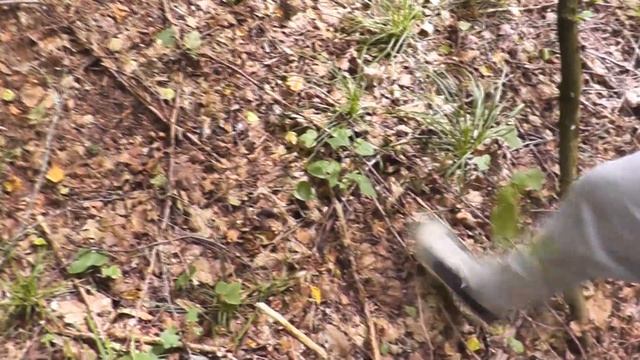 Собираем грибы в июле! Грибной сезон начался! Маша потерялась в лесу?!! смотреть онлайн