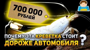 Почему эта креветка стоит дороже автомобиля? | Plushkin