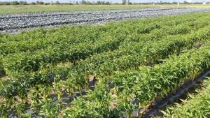 Иновации от CORTEVA AGRISCIENCE™  в зеленчукопроизводството