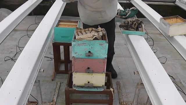 Стимуляторы и корма для пчёл