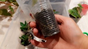 КАК ЗИМОВАТЬ КЛУБНЕВОЙ БЕГОНИИ ИЗ СЕМЯН СЕЯНЦУ ПЕРВОГОДКИ.