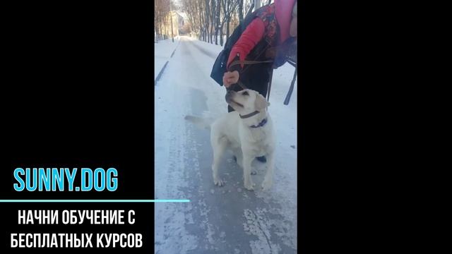 Травмы у собак зимой