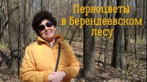 ПЕРВОЦВЕТЫ В БЕРЕНДЕЕВСКОМ ЛЕСУ. Вместе соберём весенний букетик