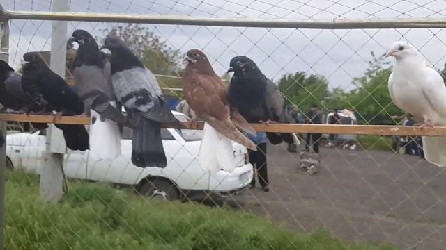Продаю молодёжь этого года. Со своими голубями на ярмарке в Шахтах. Николаевские голуби. смотреть онлайн