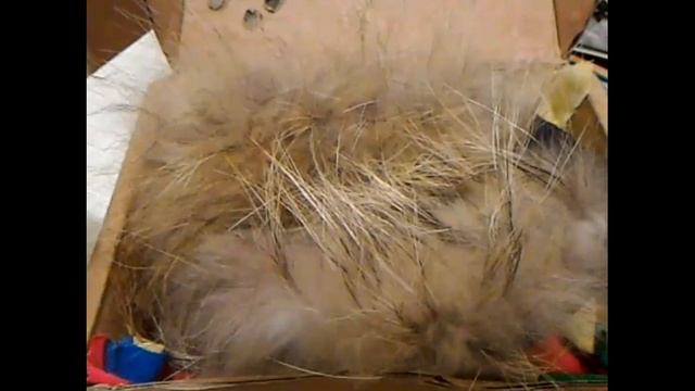 Летучая мышь со сломанным крылом. Ампутация.