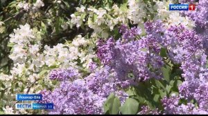 Сенсация, Флора, Жемчужина: более 80 сортов сирени цветут в Ботаническом саду Йошкар-Олы
