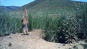 путешествие в страну тарбаган