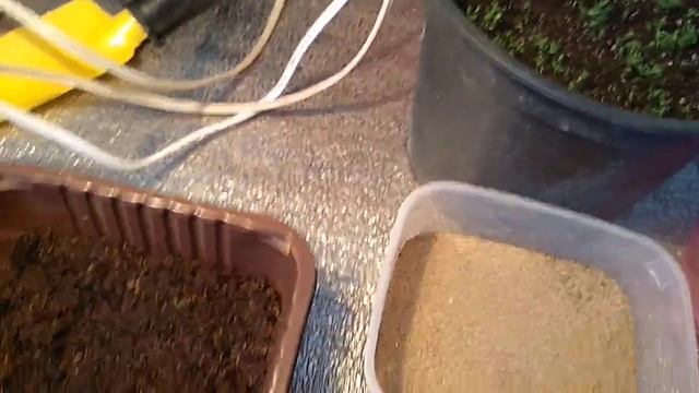 Посев семян Гвоздики Шабо. смотреть онлайн