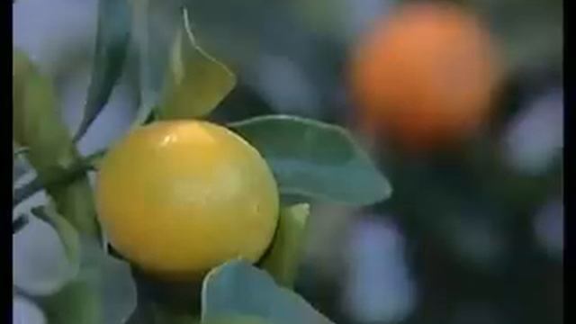 Растения для дома.wmv смотреть онлайн