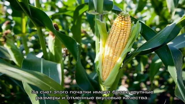 Выбираем подходящий сорт кукурузы для попкорна и выращиваем на собственном участке смотреть онлайн