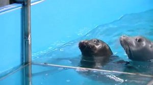 Нерпы в Красноярском нерпинарии