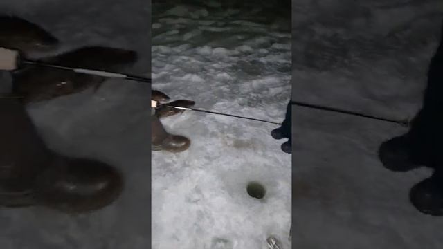 Вечерняя рыбалка на налима зимой / Подмосковье / Клуб Ихтиолог смотреть онлайн