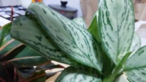 Я купила аглаонему!