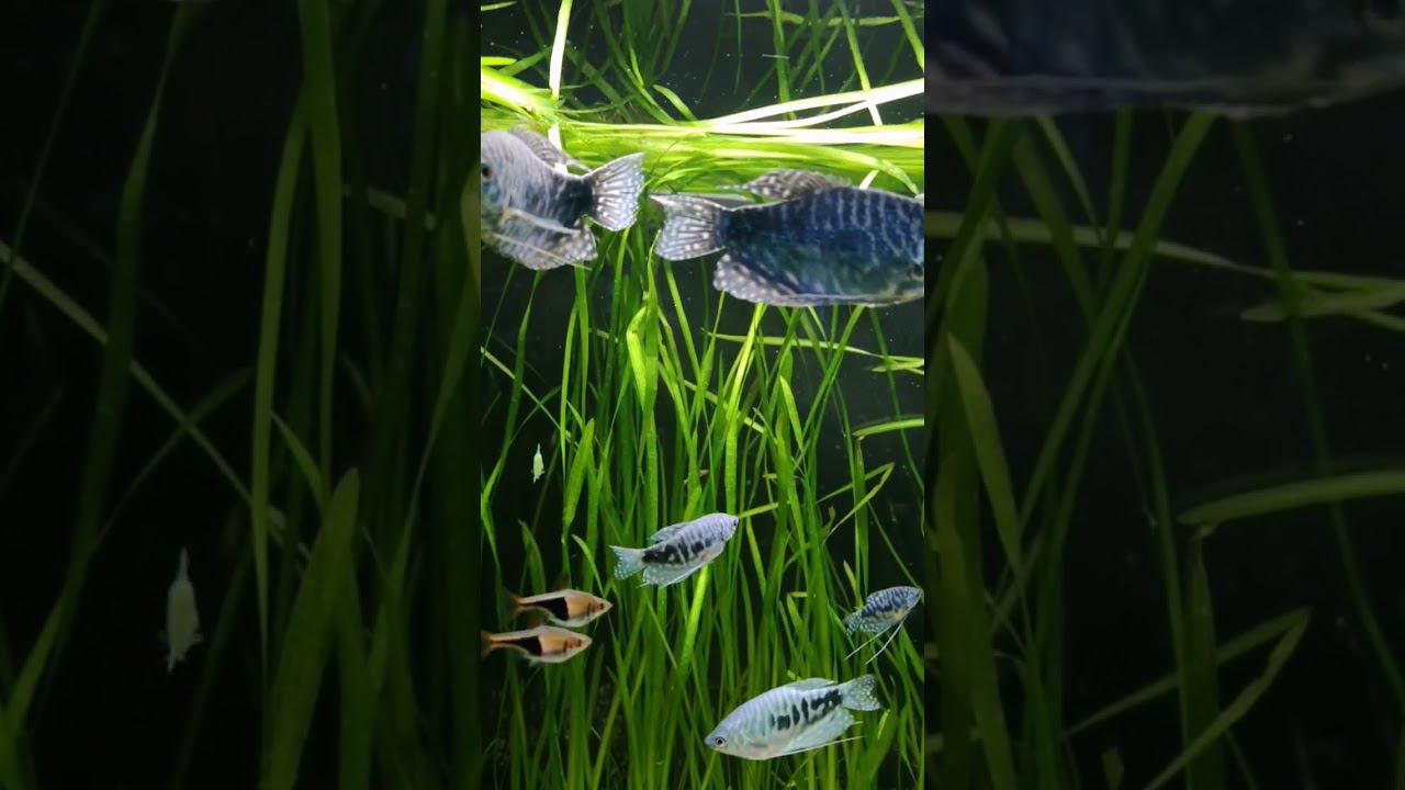 Мраморные гурами смотреть онлайн