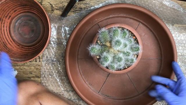 Грунт для кактусов - делаем вместе. Совет подруге. Спасаю маммиллярию. смотреть онлайн