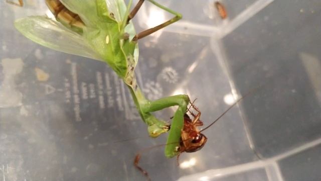 Охота богомола на Туркменского таракана смотреть онлайн