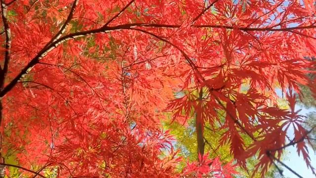 Клен ? ты мой роскошный! #всадуупровансаллочки #клен #осень #красиво #франция смотреть онлайн