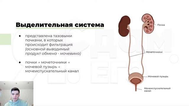 14. Млекопитающие