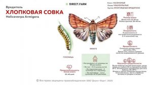 Хлопковая совка. Борьба с вредителем