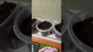 Фосксы корневище