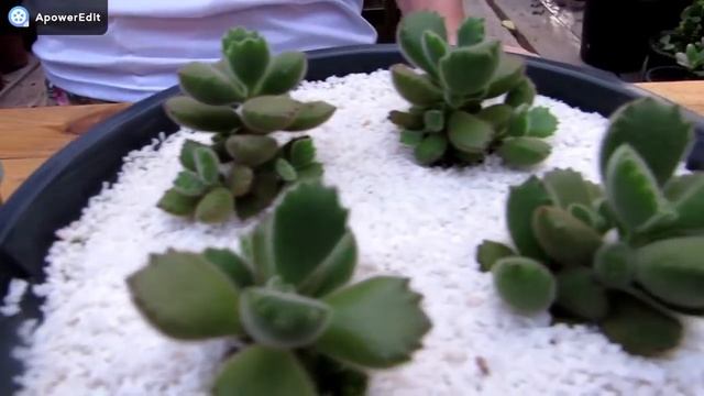 PATINHA DE URSO- Cotyledon tomentosa смотреть онлайн