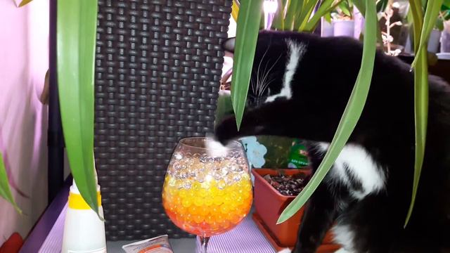 Кошка и гидрогель:-) смотреть онлайн