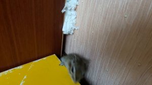 Вольер для бурундука своими руками