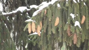 Стволовые клетки Для женщин Настрои академика Сытина Г.Н.
