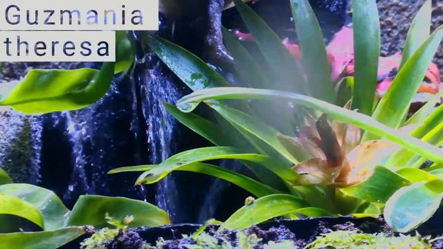 Plants in the vivarium 🌱 смотреть онлайн