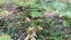 По грибы в ЛО  БЕЛЫЕ ГРУЗДИ никогда столько не набирал корзина за 2 часа Ленинградская область