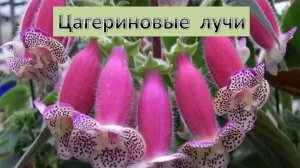 Учение Аркадия Петрова Древо Жизни Зодиакальные лучи Цагериновый луч