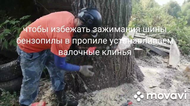 Валка тополя/Felling poplar#валкадеревьев#fellingpoplar#Husqvarna560xp
