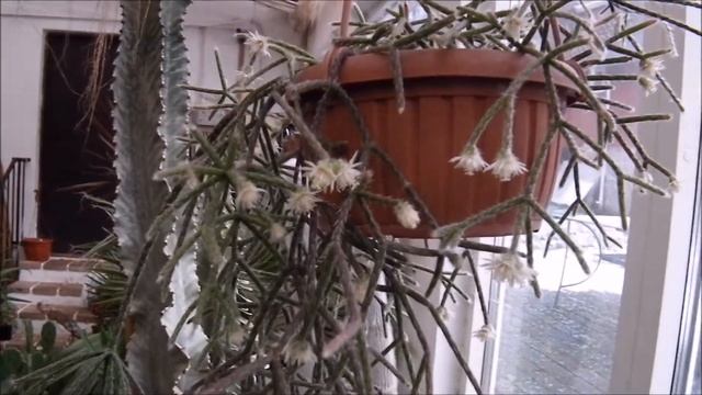Rhipsalis pilocarpa смотреть онлайн