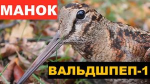 ?ГОЛОС (МАНОК) ВАЛЬДШНЕП 1