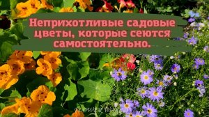 Эти неприхотливые садовые цветы, которые сеются самостоятельно.