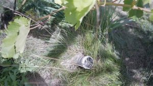 Полив винограда. Как поливать виноград.