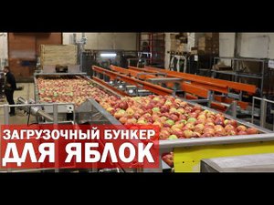 Выгрузка яблок (видео)
