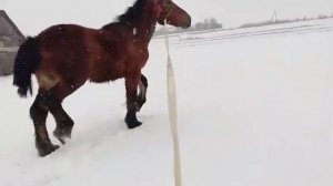 Stallion Brabancon breeds/ ЖЕРЕБЧИК ПОРОДЫ БРАБАНСОН