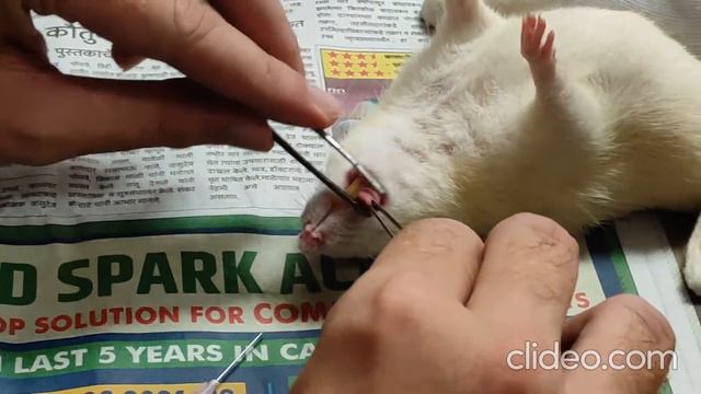 Blood collection from the sublingual vein in Rat смотреть онлайн