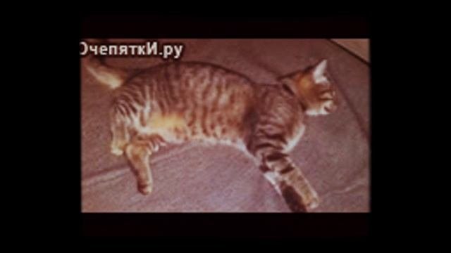 Ржачный прикол