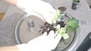 ДЕТКА И МАТЕРИНСКИЙ ЛИСТ ФИАЛКИ. КАК ОТДЕЛИТЬ ДЕТКУ ОТ МАТЕРИНСКОГО ЛИСТА?